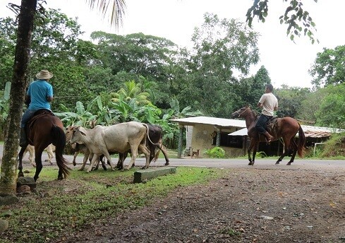 La Chorrera Municipality to Implement Digital Guide to Combat Cattle Theft