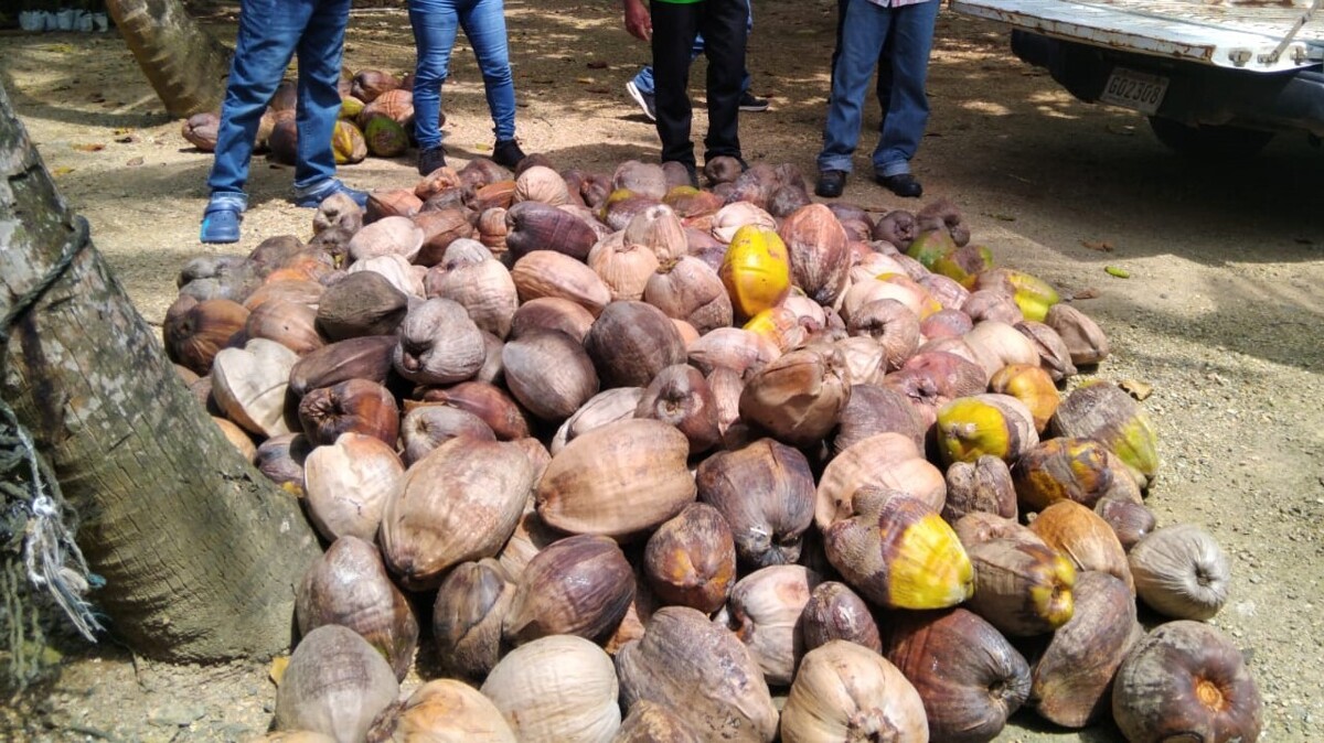 Cocotero mejora en Colón