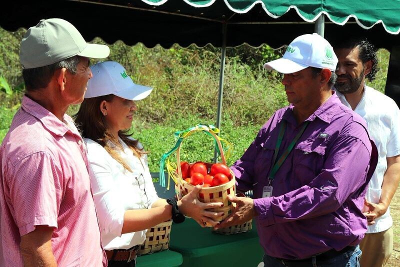 IDIAP Releases New Tomato Varieties to Improve Productivity in Panama