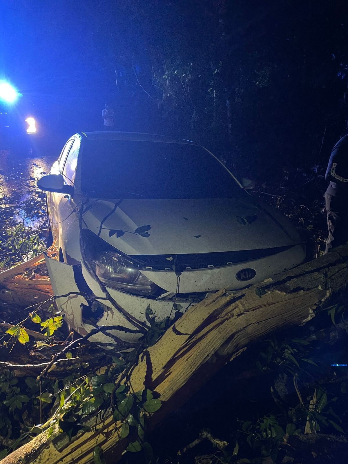 Деревья падают и оставляют жителей Коста-Абахо без света