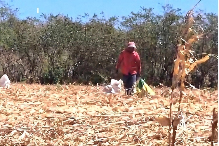 Rising Costs and Debts Hit Corn Producers in Los Santos