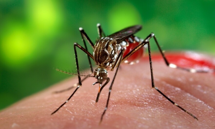 Panama's Dengue Fever: 25 Dead and More Than 15,000 Infected