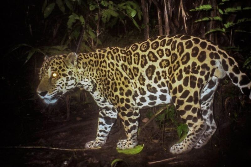 Scientific Advances and Challenges in the Protection of Wild Cats in Panama