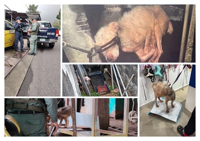 В Панаме спасли больную и истощенную собаку