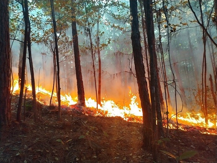 Three fires in La Yeguada reserve destroy 150 hectares of forest