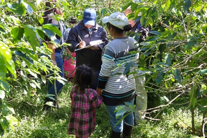 10 Minors Detected on Coffee Farms in Panama