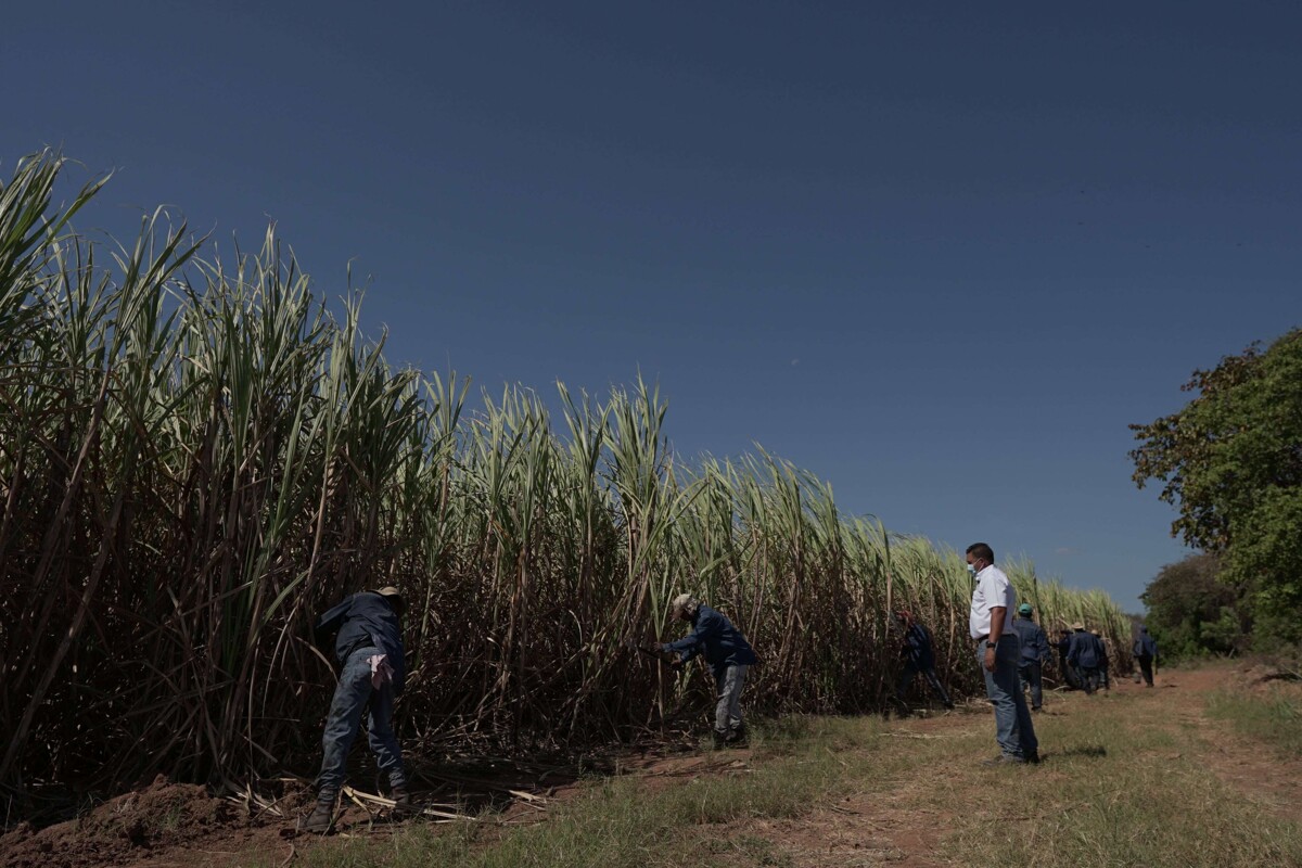 巴拿马生物燃料倡议：财务节约与经济安全