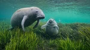 Binational Corridor Proposed to Protect Endangered Manatees