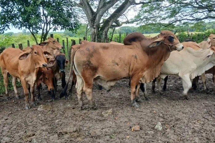 Panama Government Invests $319,000 in 116 Breeding Bulls to Strengthen Livestock Farming