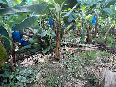 Panama Government to Meet with Chiquita Executives