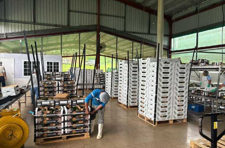 Панама-Оэсте отправляет фрукты в Латвию