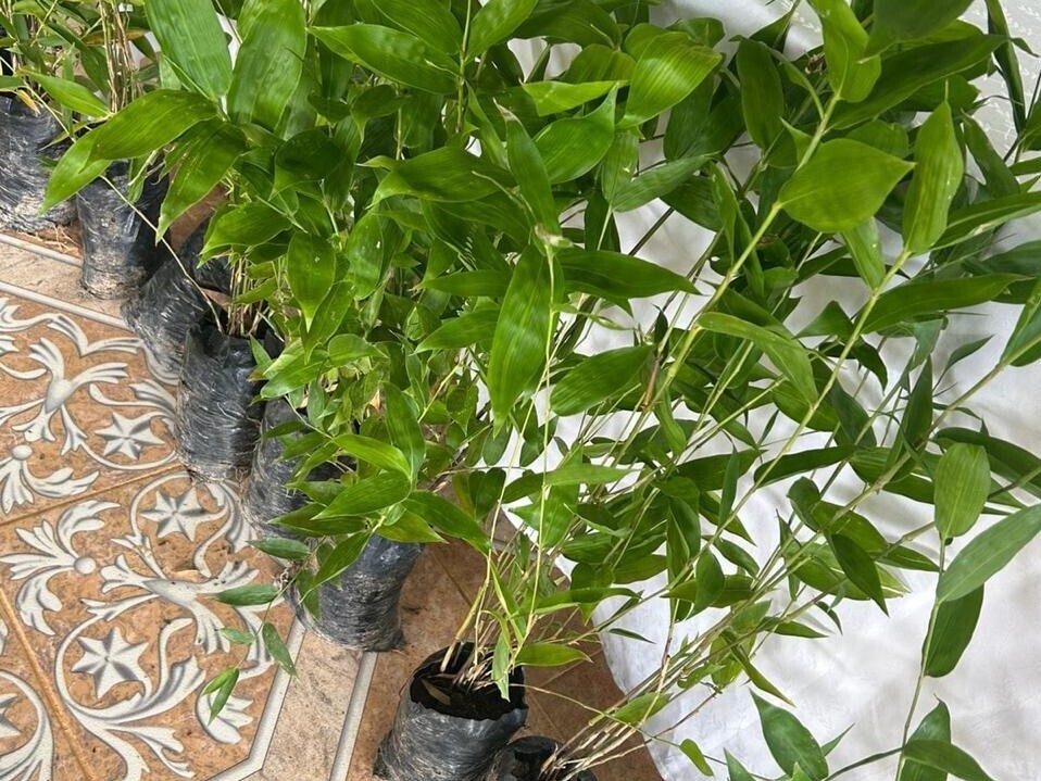 Panama Moves to Recognize Bamboo as a New Agricultural Crop