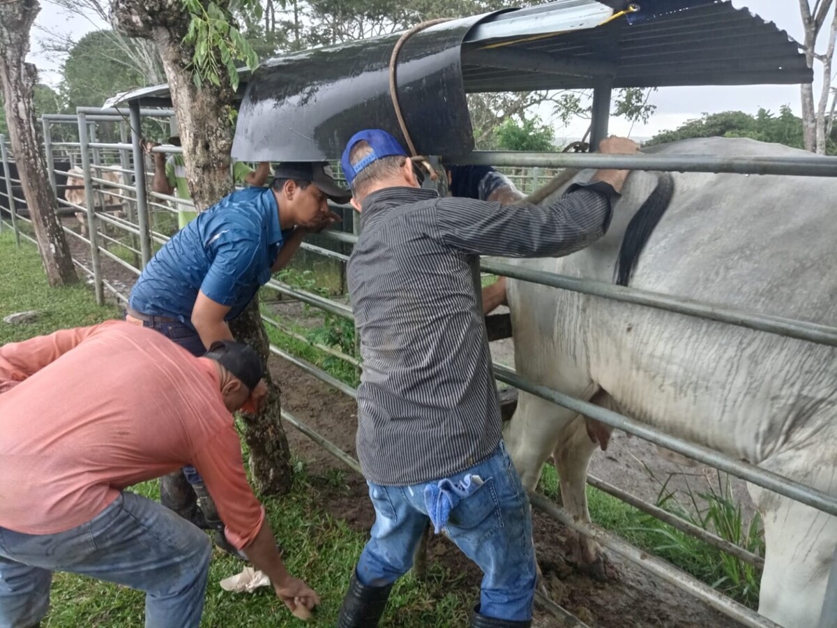 Panama to Host International Embryo Technology Congress