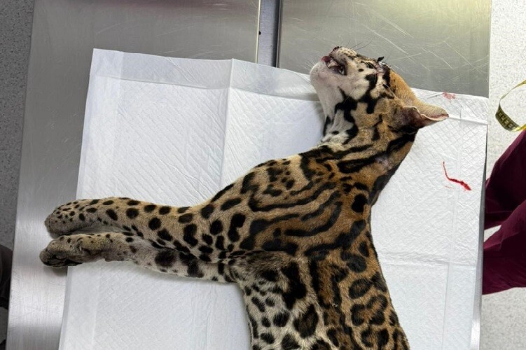 Ocelot Dies After Being Run Over in Gamboa