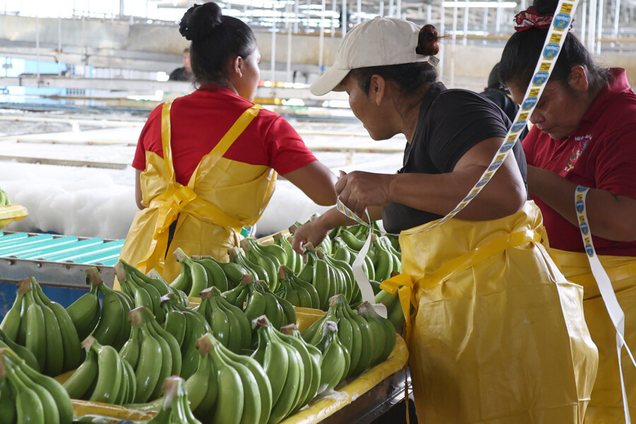 Panama Banana Workers Recover Jobs After Crisis