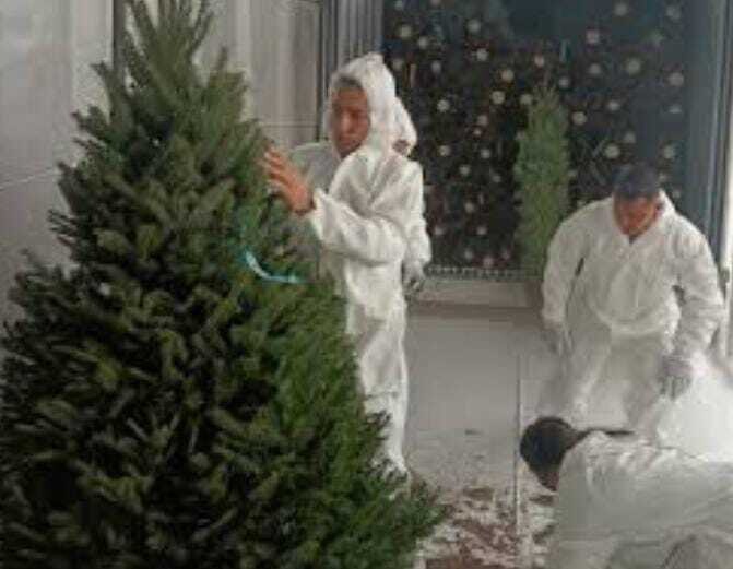 Panama Prepares for Christmas: 38,000 Trees Already in the Country