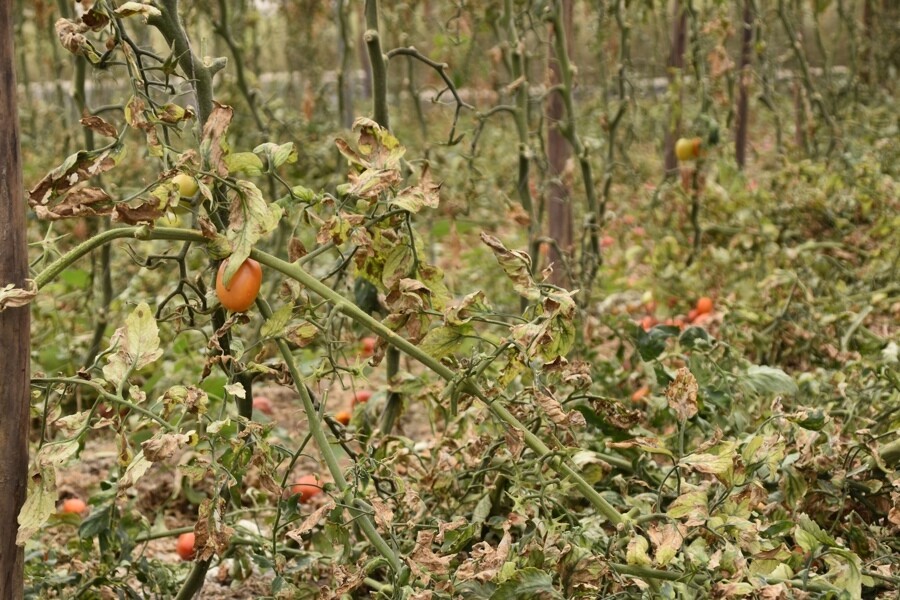 Climate Crisis Destroys Crops and Condemns Millions to Hunger