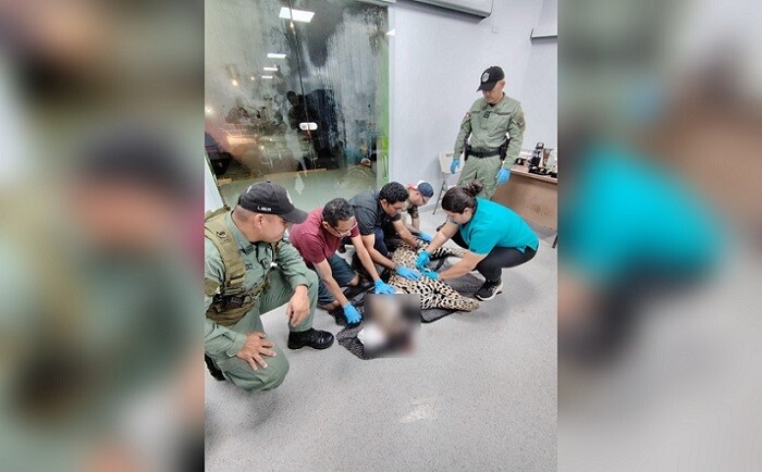 Jaguar run over on Panama-Colón highway dies from injuries