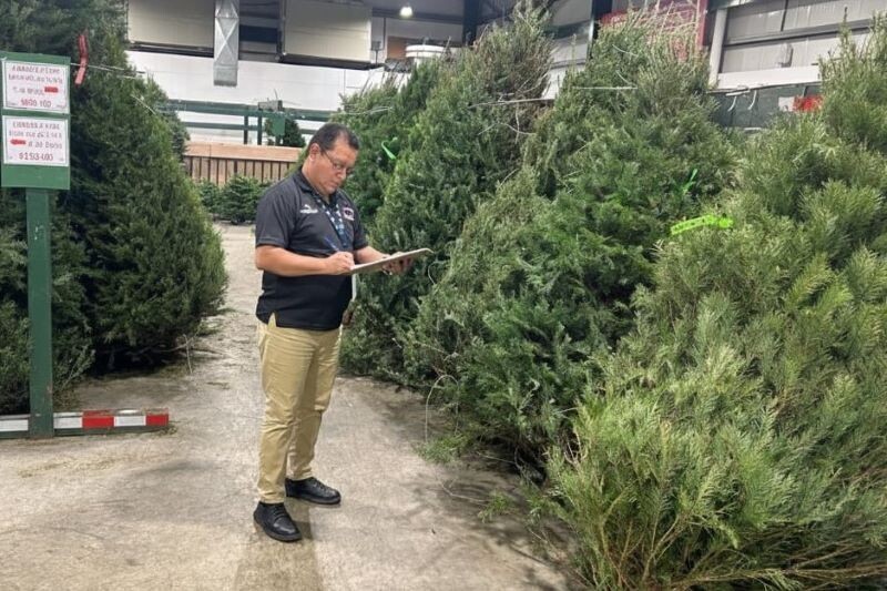 Acodeco monitors Christmas tree prices in Panama City