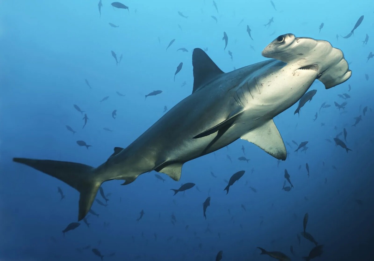 Panama Implements Historic Shark Export Ban
