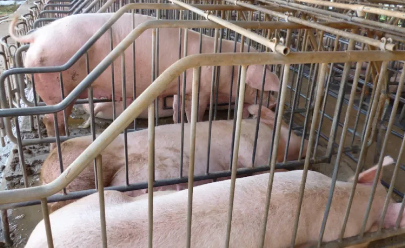 巴拿马猪肉生产商对美国自由贸易表示担忧