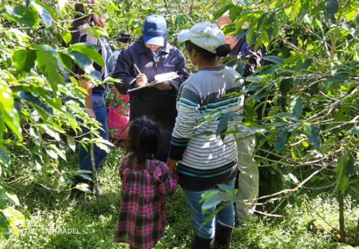 В Бокете обнаружили 10 детей, занятых на сборе кофе