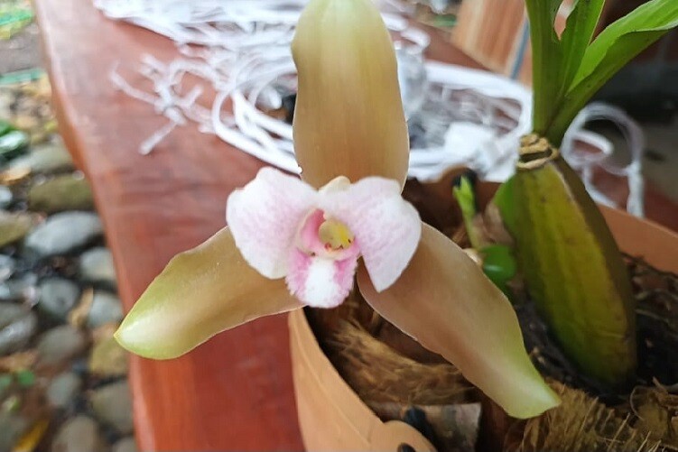 圣费埃保存着世界上最小的兰花之一