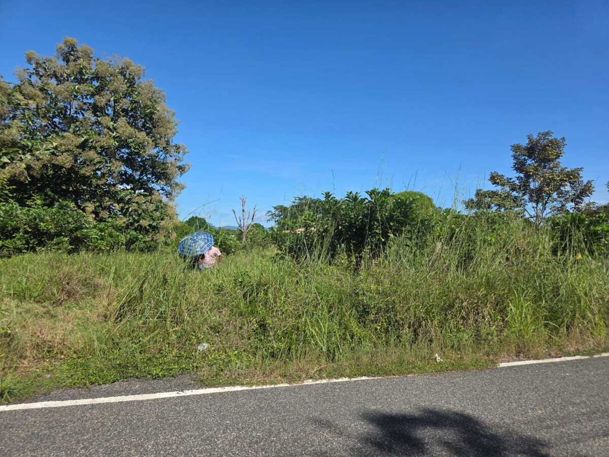 Бывший депутат сорвал проверку, позволив сорнякам зарасти свою землю