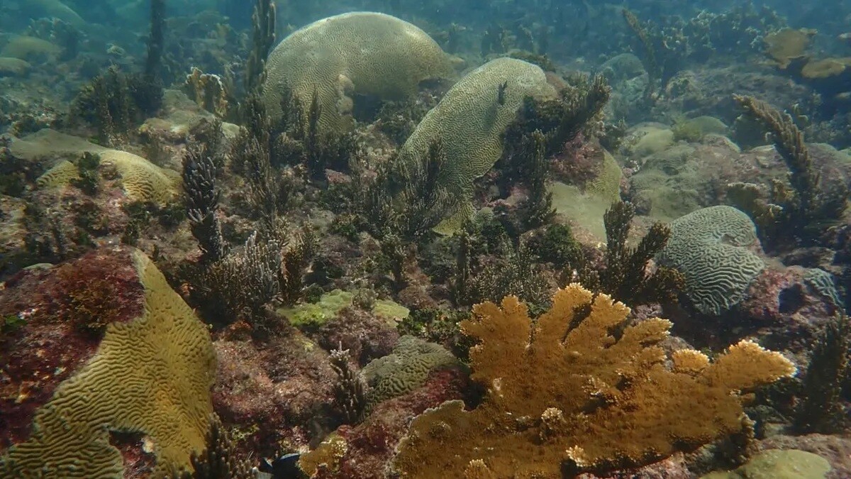 Panama Strengthens the Protection of Seagrass Beds Against Climate Change