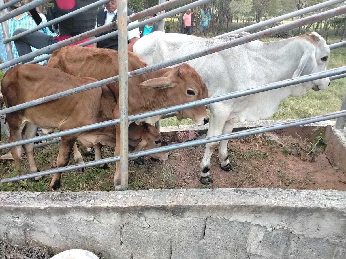 Panamanian Police Recover Stolen Livestock