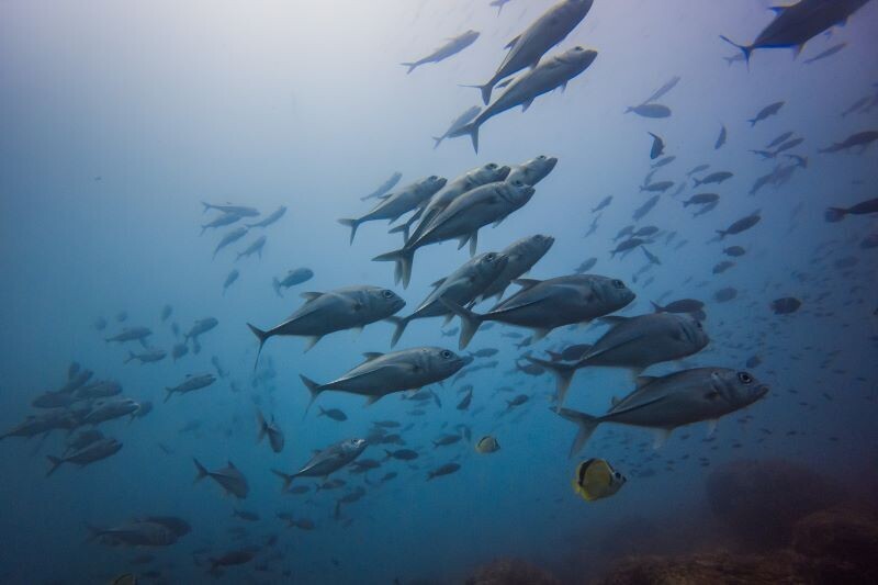 Panamá fortalece su liderazgo ambiental con la entrada en vigor del Tratado de Altamar