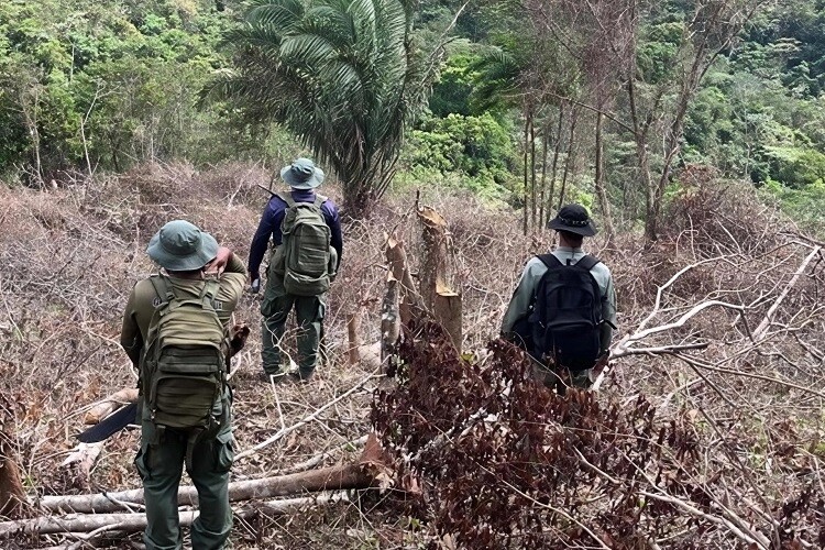 Illegal Logging Damages Ecosystem and Two Important Water Sources in Herrera