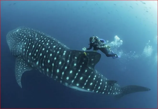 Whale Sharks in Panama: One of the Most Incredible Natural Attractions