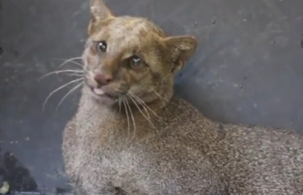 В Панаме спасли ягуарунди, вышедшего на оживлённую дорогу