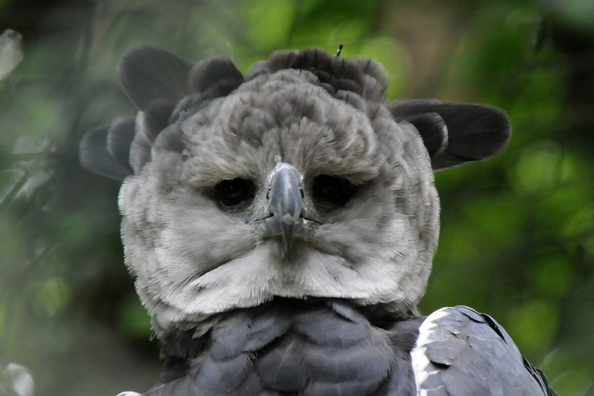 Two Radio-equipped Harpy Eagles Released on a Quiet Island for Science
