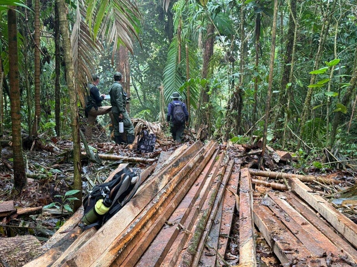 巴鲁火山国家公园发现非法砍伐