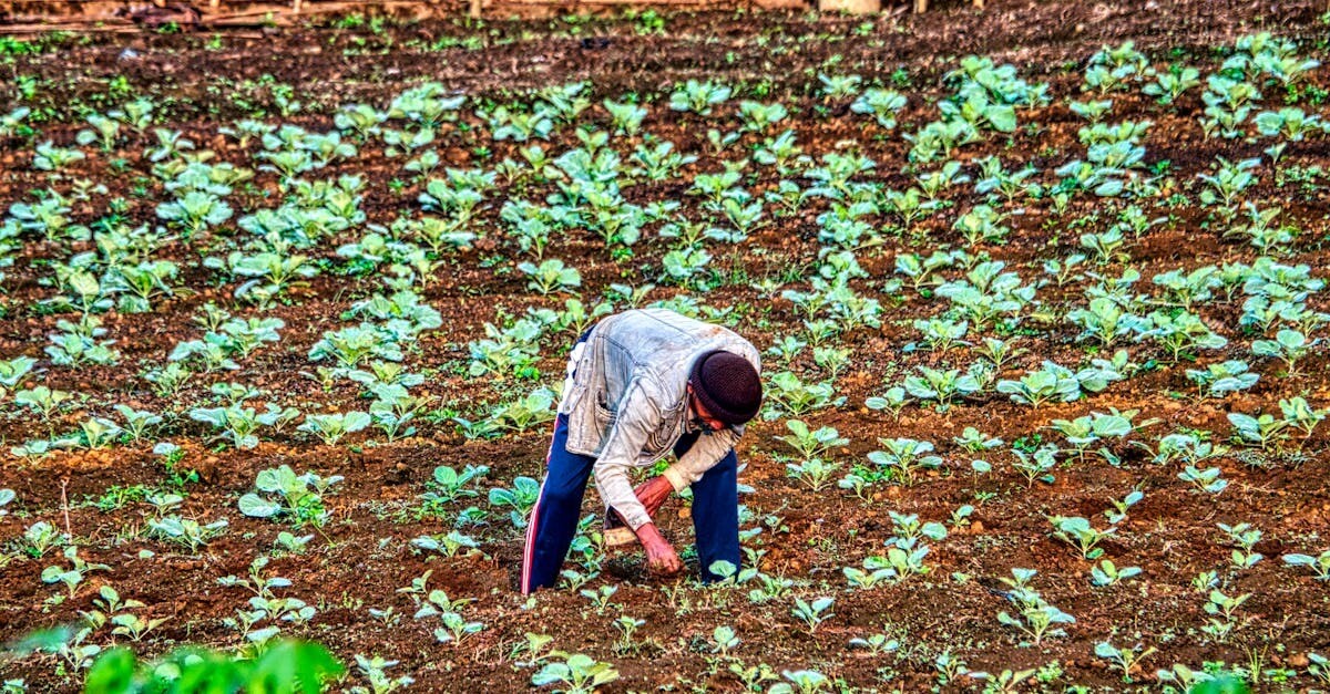 CSR in Gambian Agriculture: The Path to Fair Supply Chains