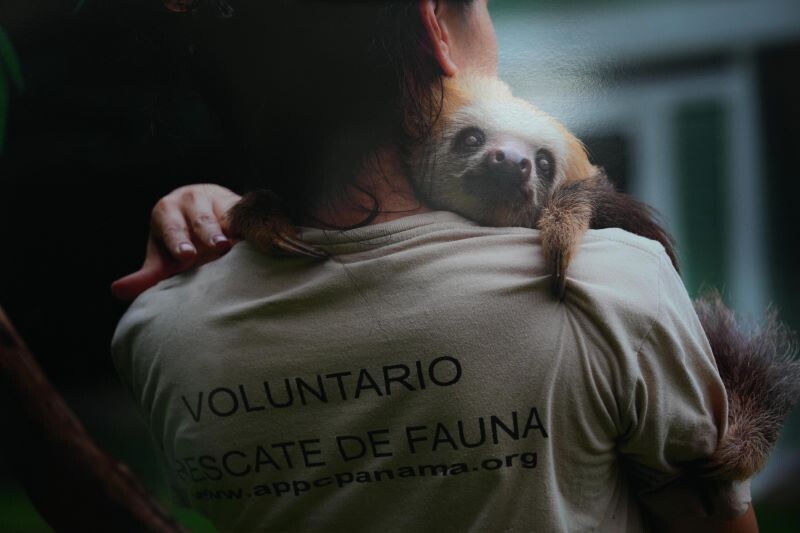 Панама, Коста-Рика и Бразилия выступили за контроль над торговлей ленивцами