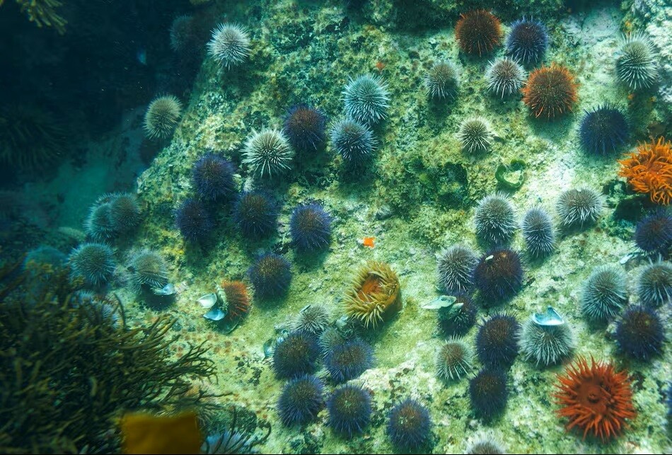 High Seas Treaty in Force in January to Monitor Areas Beyond National Jurisdiction