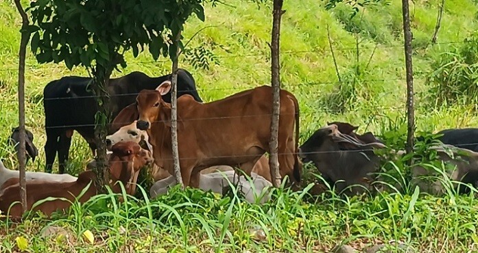 Cattle Rustlers Cause Concern in Mariato