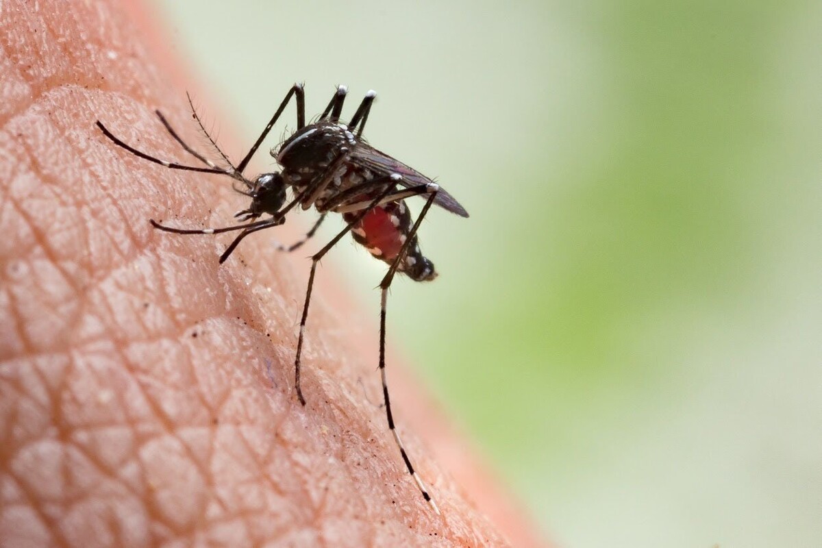 First Death from Dengue in Eastern Panama