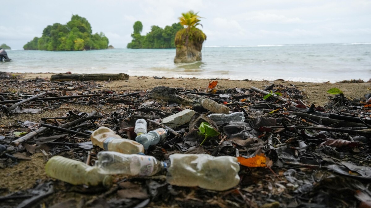 Panama's Ministry of Environment Launches Escudo de Veraguas Island Recovery