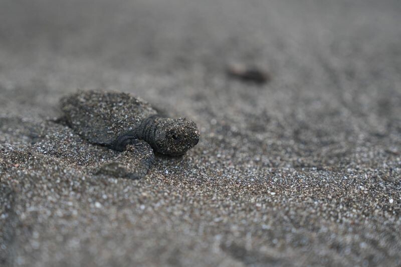 巴拿马环境部启动2026年海龟保护计划