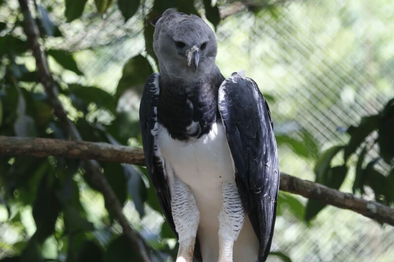 Panama Advances in Harpy Eagle Protection