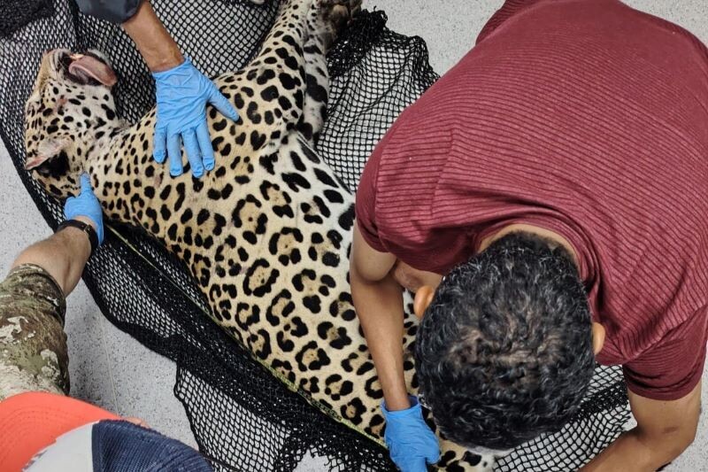 Young Jaguar Killed in Hit-and-Run on Panama-Colón Highway