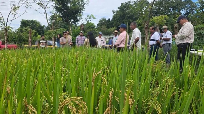 Crisis in Rice Production in Panama