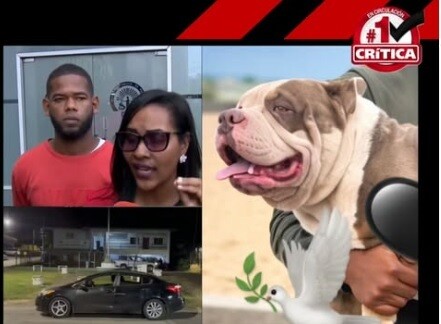 Complaint Filed After Dogs Die in Car During Panama Custody