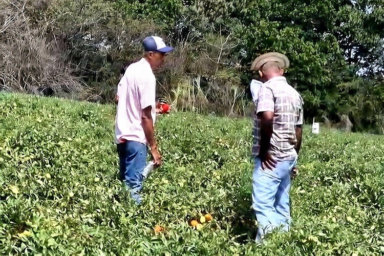 延迟和高成本威胁阿苏埃罗的番茄收获