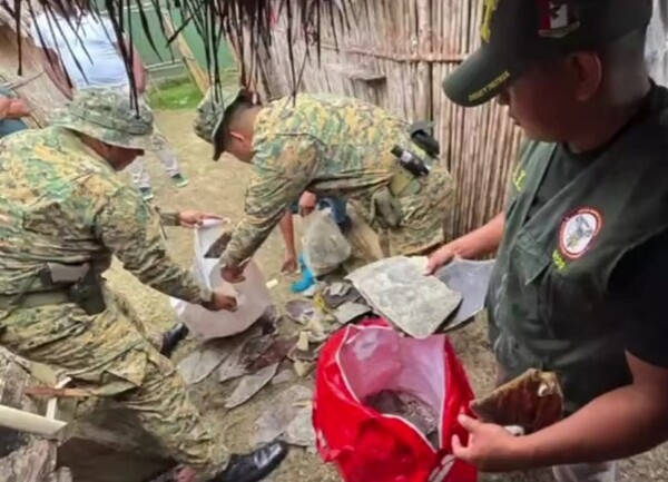 В Панаме конфисковали 25 фунтов чешуи черепахи Кэри