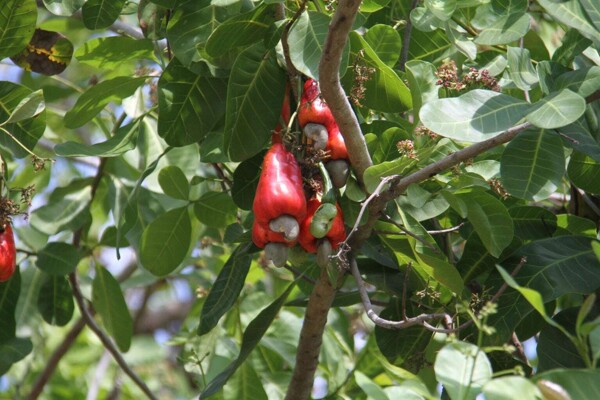 The State of Mango Farming in Panama: A Fight for Survival